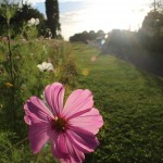 Wildflowers, Twickenham