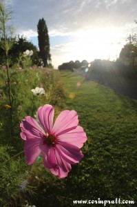 Wildflowers, Twickenham