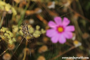 Spider and wildflower, Twickenham