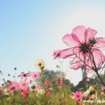 Wildflowers, Twickenham