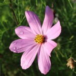 Wildflower, Twickenham