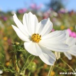 Wildflowers, Twickenham