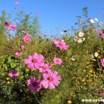 Wildflowers, Twickenham