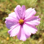 Wildflower, Twickenham