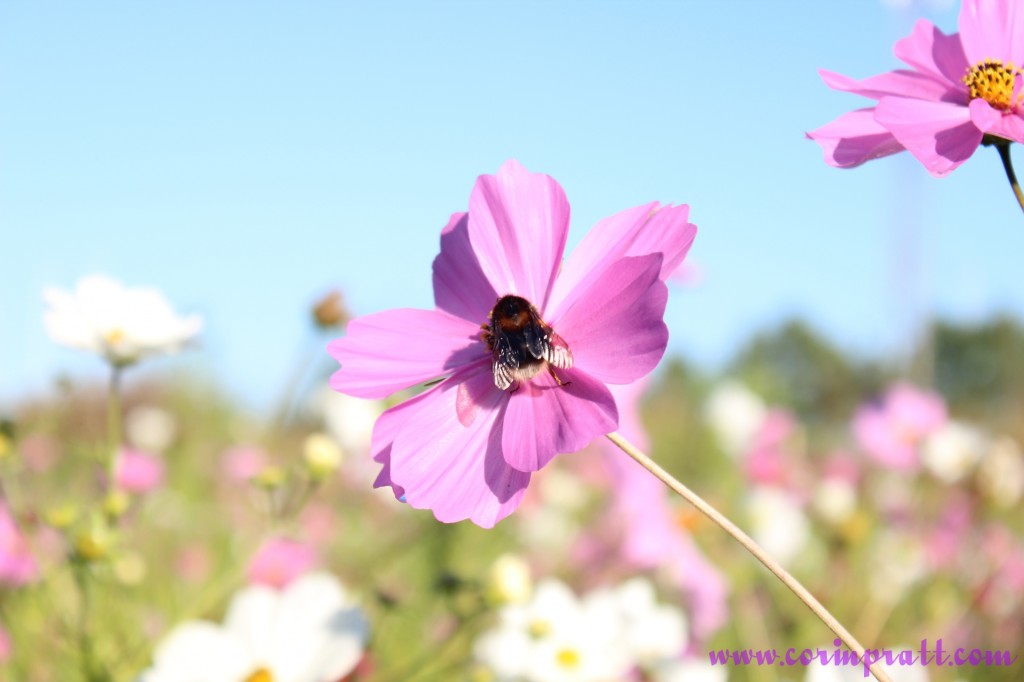 Bee on a wildflower, Twickenham