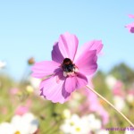 Bee on a wildflower, Twickenham