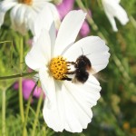 Bee on a wildflower, Twickenham