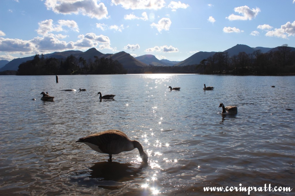 Geese, Derwentwater, Lake District