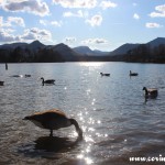 Geese, Derwentwater, Lake District