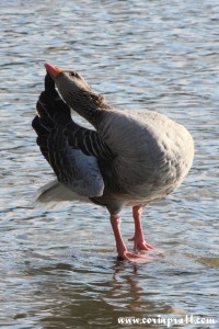 Goose, Derwentwater, Lake District