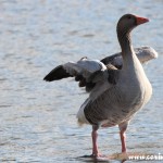 Goose, Derwentwater, Lake District