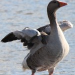 Goose, Derwentwater, Lake District