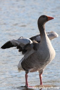 Goose, Derwentwater, Lake District