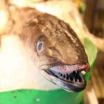 Fish, La Boqueria, Barcelona