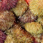 Sea Urchins, La Boqueria, Barcelona