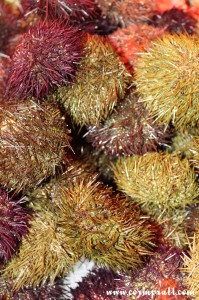 Sea Urchins, La Boqueria, Barcelona