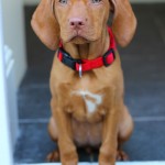 Mokey, the Hungarian Vizsla puppy