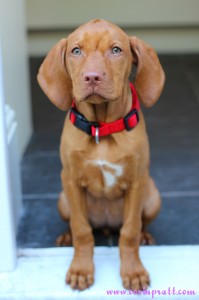 Mokey, the Hungarian Vizsla puppy