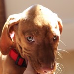 Mokey, the Hungarian Vizsla puppy