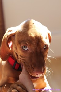 Mokey, the Hungarian Vizsla puppy