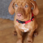 Mokey, the Hungarian Vizsla puppy