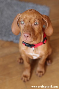 Mokey, the Hungarian Vizsla puppy