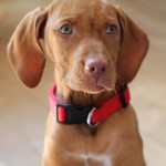 Mokey, the Hungarian Vizsla puppy