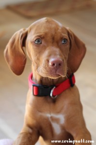 Mokey, the Hungarian Vizsla puppy