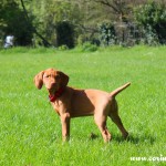 Mokey, the Hungarian Vizsla puppy