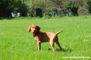 Mokey, the Hungarian Vizsla puppy