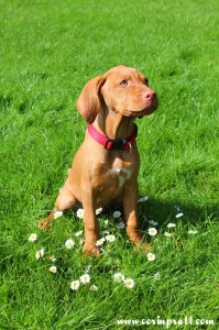 Mokey, the Hungarian Vizsla puppy