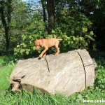 Mokey, the Hungarian Vizsla puppy