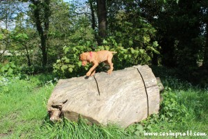 Mokey, the Hungarian Vizsla puppy