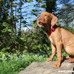 Mokey, the Hungarian Vizsla puppy