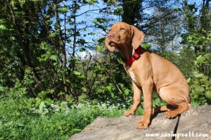 Mokey, the Hungarian Vizsla puppy