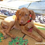 Mokey, the Hungarian Vizsla puppy