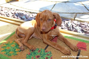 Mokey, the Hungarian Vizsla puppy