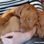 Mokey, the Hungarian Vizsla puppy