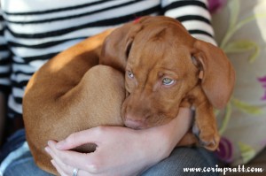 Mokey, the Hungarian Vizsla puppy