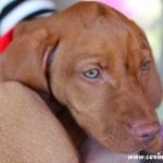 Mokey, the Hungarian Vizsla puppy