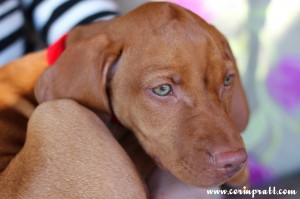 Mokey, the Hungarian Vizsla puppy