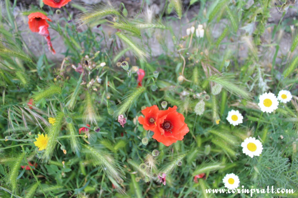 Wildflowers on Il Sentiero degli Dei