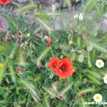 Wildflowers on Il Sentiero degli Dei