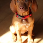 Mokey, the Hungarian Vizsla puppy