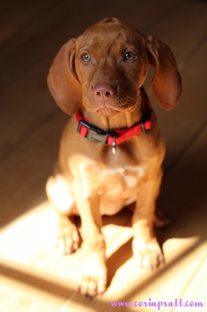 Mokey, the Hungarian Vizsla puppy