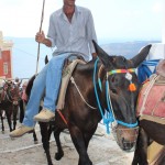 Donkey, Fira, Santorini