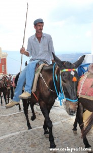 Donkey, Fira, Santorini