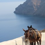 Donkeys, Thirassia, Santorini