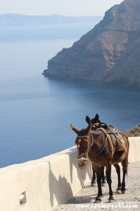 Donkeys, Thirassia, Santorini