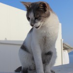 Cat, Oia, Santorini